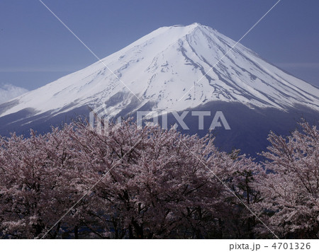 桜咲く富士山 桜咲く富士山 4701326