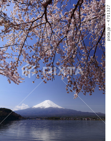 河口湖の桜と富士 河口湖の桜と富士 4701327
