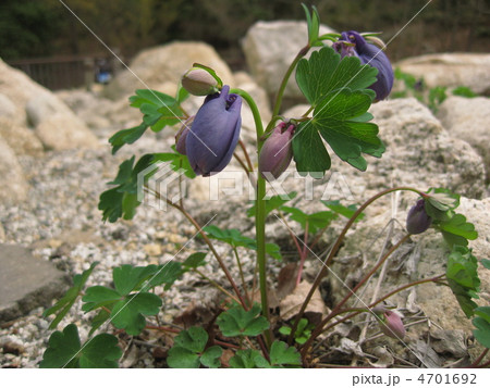 ミヤマオダマキ 蕾 ミヤマオダマキ 蕾 4701692