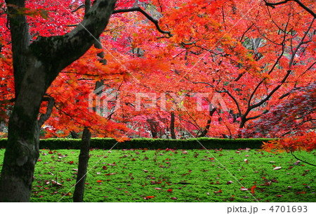 弥彦もみじ谷の紅葉 弥彦もみじ谷の紅葉 4701693