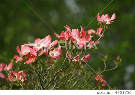 ハナミズキ 4701750