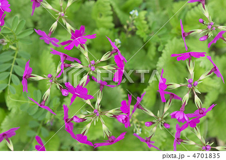 日本桜草 4701835