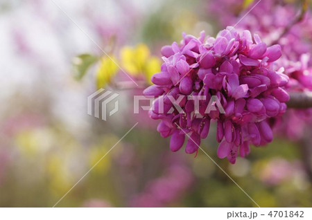 ハナズオウ ハナズオウ 4701842