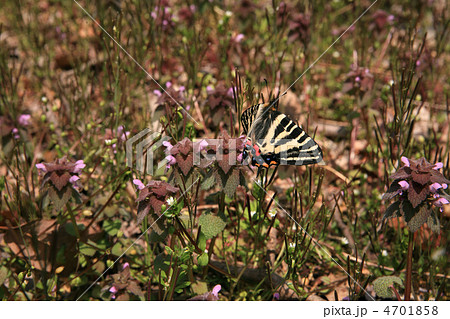 ギフチョウ 石砂山 ギフチョウ 石砂山 4701858