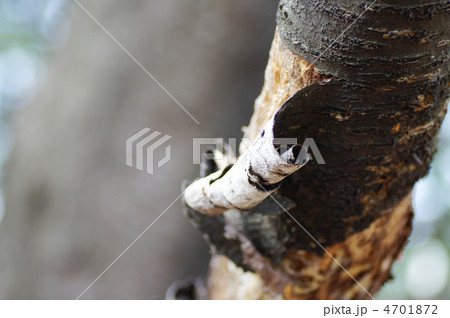 めくれた木肌 4701872