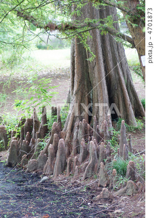 木の根 木の根 4701873