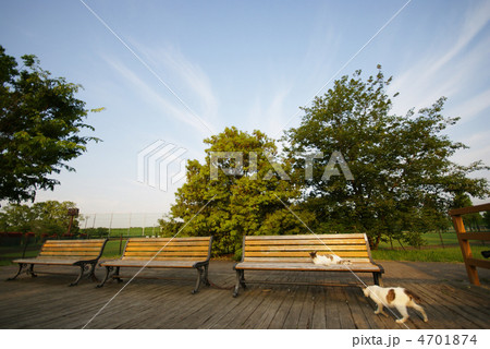 猫の昼寝 4701874