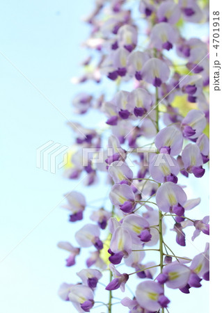 青空を背景にした満開の長藤の花 青空を背景にした満開の長藤の花 4701918