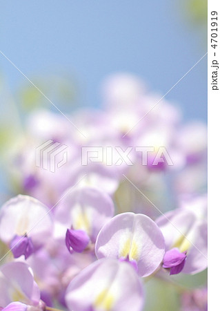 青空を背景にした満開の長藤の花のアップ 青空を背景にした満開の長藤の花のアップ 4701919