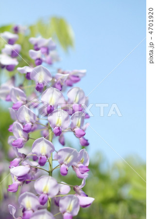 青空と緑をを背景にした満開の長藤の花 青空と緑をを背景にした満開の長藤の花 4701920
