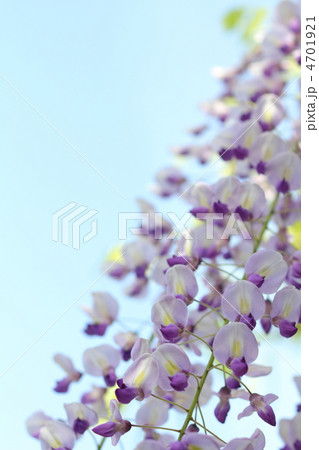 青空を背景にした満開の長藤の花 青空を背景にした満開の長藤の花 4701921