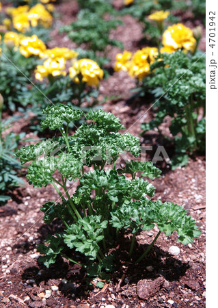 パセリ パセリ 4701942
