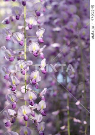 太陽の光で強調された長藤の花 4701949