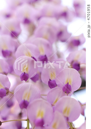 薄紫色で淡い長藤の花びら 4701958