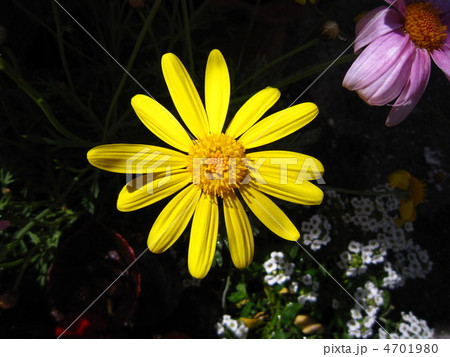 黄色いマーガレット 4701980