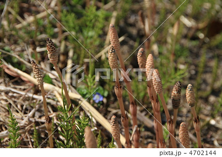 春を告げるツクシ 春を告げるツクシ 4702144