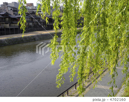 鴨川のしだれ柳 4702160