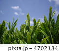 新茶の季節 4702184