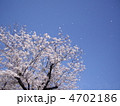 さくら 4702186