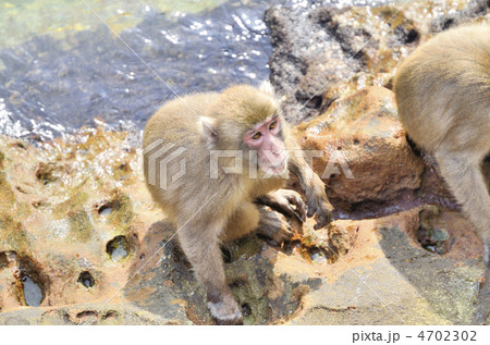 幸島のニホンザル 幸島のニホンザル 4702302