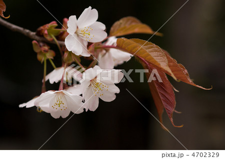 山桜 4702329
