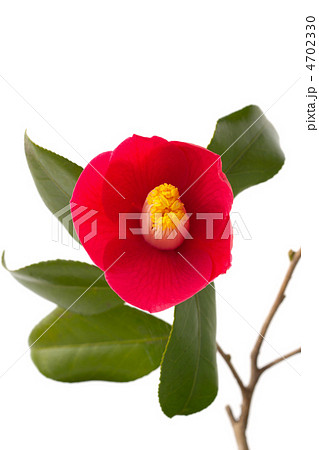 椿の花 4702330