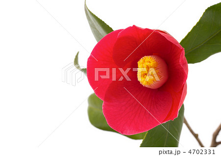 椿の花 椿の花 4702331