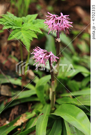 ショウジョウバカマ 4702335