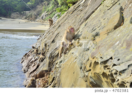 幸島サル生息地 4702381
