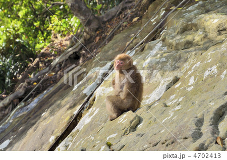 幸島のニホンザル 幸島のニホンザル 4702413