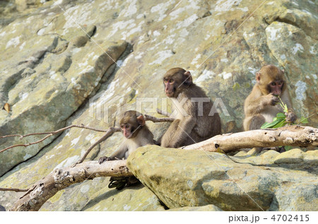 幸島の親子ザル 4702415