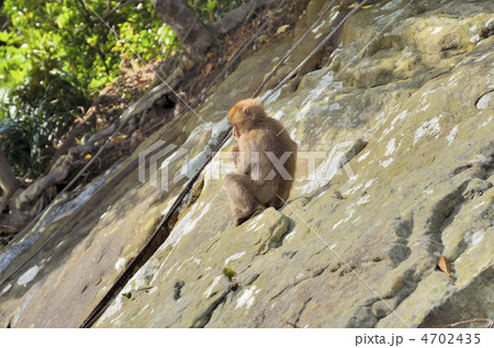 幸島の子守りザル 4702435