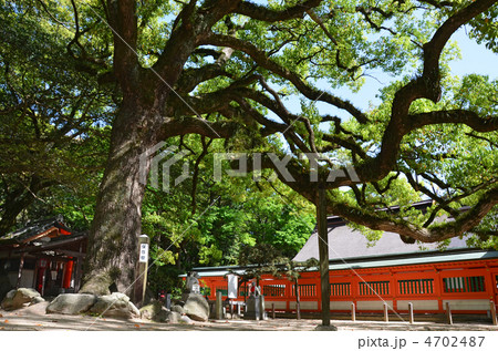 住吉神社大楠 住吉神社大楠 4702487