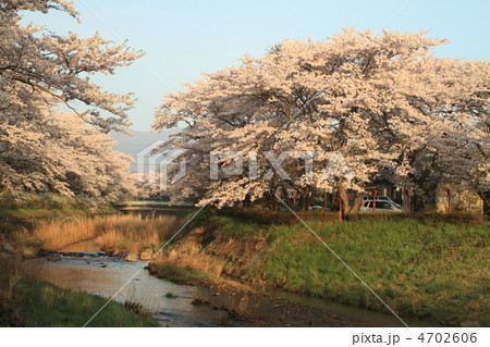 笹原川の千本桜 笹原川の千本桜 4702606