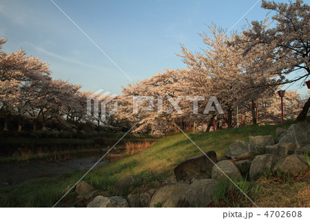 笹原川の千本桜 4702608
