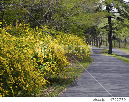 山吹の咲く道 4702779