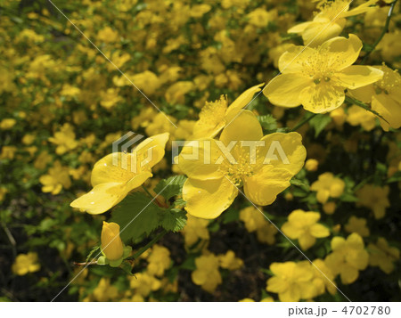 ヤマブキ 4702780