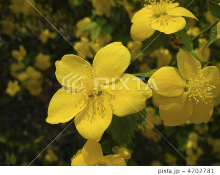 ヤマブキ 4702781