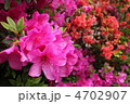 つつじ 4702907