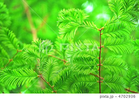 メタセコイヤの新緑 4702936