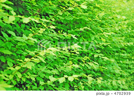 緑のカーテン 緑のカーテン 4702939
