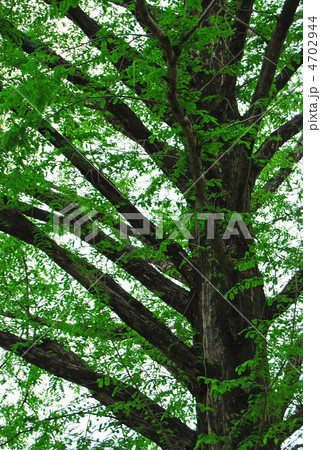 メタセコイヤの大木 4702944