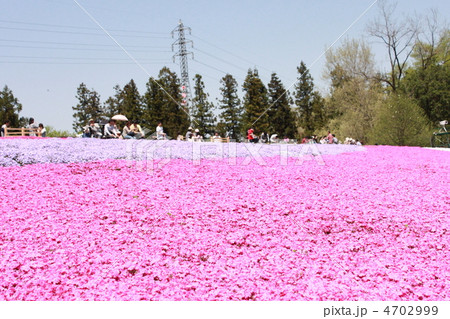 満開の芝桜と観光客 4702999