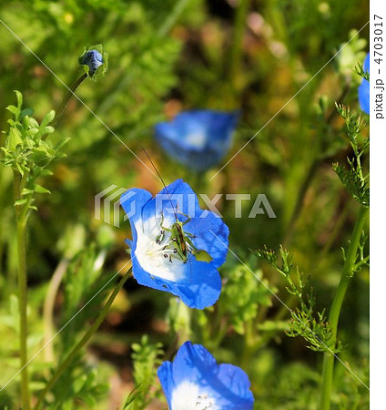 ネモフィラの花に遊ぶキリギリスの幼虫 ネモフィラの花に遊ぶキリギリスの幼虫 4703017