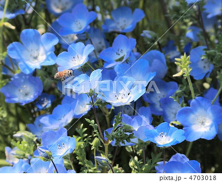ネモフィラの花に遊ぶ蜂 4703018