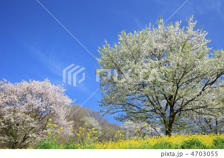桜と青空 桜と青空 4703055