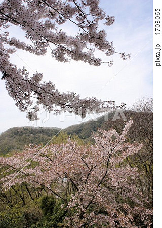山笑う 4703065