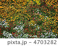 花 4703282