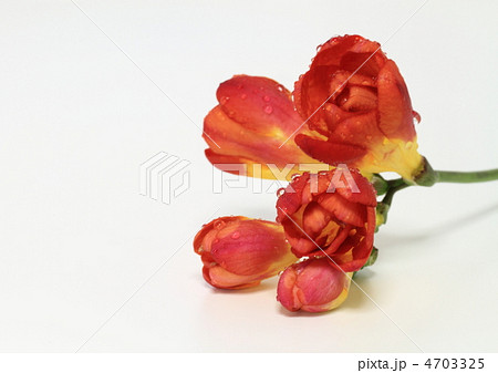紅いフリージア 4703325