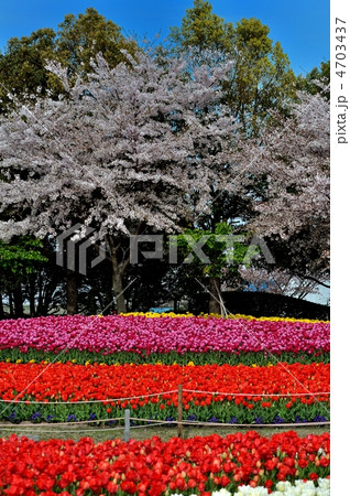 桜とチューリップ 桜とチューリップ 4703437